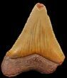 Chubutensis Tooth From NC - Megalodon Ancestor #43078-1